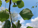 Dlouhý řapík listů topolu osiky (Populus tremula) plní podobnou funkci jako u brachychitonu skalního. Foto J. Šantrůček 