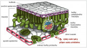 Anatomická stavba typického plochého (dorziventrálního) listu suchozemských rostlin s buňkami obsahujícími chloroplasty (zeleně, buňky palisádového a houbovitého parenchymu – mezofyl, a svěrací buňky průduchů na spodní pokožce listu – hypostomatický list), bílými buňkami svrchní (fialové ohraničení na řezu) a spodní (červené) pokožky (epidermis) a buňkami cévního svazku (žluté a modré). Pokožkové buňky mají na povrchu kutikulu, která transpiraci umožňuje jen v malé míře. Buněčné stěny mezofylových buněk jsou nasyceny kapalnou vodou a prostory mezi buňkami vyplněné vzduchem, který je (téměř) nasycen vodní párou. Ta uniká difuzí po gradientu své koncentrace ven z listu průduchovými póry – štěrbinami mezi svěracími buňkami průduchů, které bývají u většiny druhů suchozemských rostlin pouze ve spodní pokožce. Stejnými póry, ale v protisměru, tedy dovnitř listu, difunduje oxid uhličitý, který list využívá pro syntézu cukrů při fotosyntetické asimilaci CO2, probíhající v mezofylových buňkách, v chloroplastech (černé elipsovité útvary uvnitř mezofylových buněk). Upraveno podle: různé zdroje, kreslila R. Bošková.