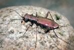 Svižník německý (Cylindera germa­nica) s délkou těla 7–11 mm je u nás  vzácným druhem sušších krajů nížin, řidčeji pahorkatin. Jeho krátkodobý masový výskyt v zaplavovaném luhu  byl proto zcela neobvyklý. Foto J. Klváček