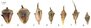 Morfologie nažek zevarů. Zevar vzpřímený pravý (Sparganium erectum subsp. erectum, obr. a), z. vzpřímený vejcoplodý (S. e. subsp. oocarpum, b), z. vzpřímený přehlížený (S. e. subsp. neglectum, c) a z. vzpřímený drobnoplodý (S. e. subsp. microcarpum, d), z. úzkolistý (e), z. jednoduchý (f) a z. nejmenší (S. natans, g). Blíže v textu