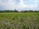 Obnažené dno Starovického rybníka u Starovic jižně od Brna slouží jako  přechodné stanoviště mnoha mokřadním rostlinám. Foto S. Píšová