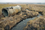 Obnovený potok vytažený ze zatrubněné drenáže na povrch. Aluviální mokřady ve Vltavském luhu. Foto I. Bufková