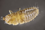 Zástupce čeledi vodnářkovití (Sysiridae): vodnářka hnědavá (Sisyra nigra) – ventrální pohled na larvu s končetinami a 7 páry žaber na zadečkových článcích. Foto J. Špaček