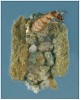 Na obr. vidíme 7,5 mm velkou schránku, jež je opravdu dílem larvy chrostíka, jak dokazují tři páry nohou, které larvám pakomárů chybějí. Chrostíci druhu Synagapetus dubitans si stavějí tyto přenosné kamenité schránky, tvarem připomínající iglú nebo bunkr na rozdíl od známějších trubičkovitých schránek. Foto M. Horsák