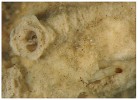 Larvy pakomára rodu Lithotanytarsus svým pravidelným stavěním rourek, jež následně inkrustují a vrství se na sebe, dávají vzniknout výrazně poréznímu pěnovci. Z rourek, které rychle  „vrostou“ do kompaktní pěnovcové  krusty, jsou patrná jen jejich ústí (průměr asi 0,4 mm). Larvy tak připomínají mořské kroužkovce – rournatce. Délka larvy je do 5 mm, rourka však bývá několikanásobně delší. V levém horním rohu snímku vidíme ústí trubičky s přední částí hlavy zatažené larvy a v dolní části larvu v rource, jejíž vnější stěna byla odstraněna. Tento druh nebyl doposud v České ani Slovenské republice zaznamenán. Foto M. Horsák