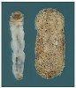 Schránky ve tvaru pouzdra na brýle (vpravo) vytvářejí larvy bahnomilky Thaumastoptera calceata (na snímku vlevo vypreparovaná ze schránky). Délka larvy dosahuje nejvýše 5 mm. Foto M. Horsák