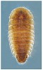 Svým tvarem připomínajícím trilobita na sebe upozorní larvy vodního brouka Eubria palustris z čeledi vejčitcovití (Psephenidae). Jediný druh této čeledi byl u nás až donedávna znám pouze z několika lokalit. Velikost larvy nepřesahuje 5 mm. Foto M. Horsák