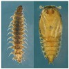 V rámci pakomárcovitých (Ceratopogonidae) představují larvy rodu Atrichopogon skutečnou morfologickou raritu. Dorůstají necelých 5 mm a i po zakuklení mají zajímavý vzhled (kukla vpravo). Foto M. Horsák