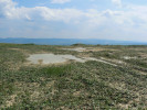 Mělké louže na Podkrušnohorské výsypce vzniklé sesedáním urovnané zeminy využívají k rozmnožování  ropucha krátkonohá (Epidalea calamita) a r. zelená (Bufotes viridis). Foto I. Přikryl