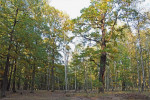 Lesy v prostoru Milovice-Mladá jsou do značné míry přírodě blízkými zapojenými až rozvolněnými porosty s častým výskytem enormně cenných starých stromů. Dubový les severně od bezlesí Traviny. Foto M. Jirků