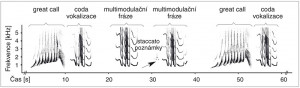 Úryvek z duetu samce a samice, který je charakteristický nepřekrýváním, ale střídáním jednotlivých hlasových vzorů. Samice produkuje samičí vzor (great call) a po jeho skončení samec vydává vokalizaci nazvanou coda. Následně samec produkuje několik samčích vzorů (staccato poznámky a multimodulační fráze) až do doby, kdy samice opět začíná vokalizovat. Orig. M. Hradec