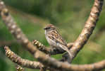 Skutečnou domovinou vrabce domácího (Passer domesticus) je podle všeho aridní oblast Blízkého východu. Caesarea Maritima, Izrael.  Foto T. Grim 