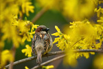 Pro invazní druhy ptáků je příznačná vazba  na nepůvodní biotopy – jak dokládá zlatice (Forsythia), která je  nepůvodní nejen v Severní Americe,  ale i u nás (přirozeně se zástupci rodu  vyskytují ve východní Asii a na Balkáně). Snímek nedaleko od místa prvního výsadku vrabce domácího (Passer domesticus) v Novém světě.  Zde začala kolonizační vlna, která zaplavila  téměř celý severo­americký kontinent. Pozoruhodné jsou také evoluční změny, které invazní vrabci prodělali zde i v jiných nepůvodních populacích. Riverside Park,  New York, USA.  Foto T. Grim