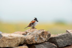 Vrabec kapský (Passer melanurus) je dnes v obhospodařovaných biotopech i u lidských sídel běžnější než v původním savanovém prostředí. Sani Pass, Lesotho. Foto T. Grim