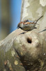 Samec vrabce domácího (Passer domesticus) z invazní americké populace toká poblíž jedné z několika dutin platanu západního (Platanus occidentalis), v lokalitě, kde platan je původní a vrabec nepůvodní. Hnízdo mívají vrabci často v dutině, z níž vyštvali původního majitele jiného druhu. Central Park, New York, USA. Foto T. Grim