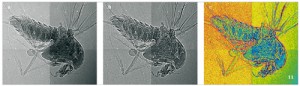 Rentgenové snímky fosilního dvoukřídlého hmyzu (velmi pravděpodobně pakomára – Chironomidae) v jantaru. Zobrazeno pomocí mikroohniskového rentgenového zařízení FeinFocus  FXE-160.51 a detektoru Medipix2. Zleva: původní obraz získaný z přístroje (a); snímek po obrazové analýze v programu ACC Image Structure and Object Analyser (detaily jsou lépe viditelné, b); počítačové přiřazení barev stupňům šedi – tak lze lépe odlišit morfologické a anatomické detaily (c). Snímky J. Dammera, obrazová analýza obr. c: F. Weyda