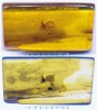 Obrazový záznam jantaru s nematocer­ním (podřád Nematocera) dvoukřídlým hmyzem z čeledi smutnicovití (Sciaridae) pořízený skenerem (Canon 8800F)  v dopadajícím (nahoře) a procházejícím světle (dole). Rozlišení 1 200 dpi. Foto F. Weyda
