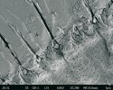 Snímek distálního okraje vnitřní  plochy křídla pakomára (Chironomidae) v rastrovacím elektronovém mikroskopu LTFESEM (Jeol JSM-7401F).  Z křídla vystupují smyslové senzily.  Četné malé prohloubeniny jsou vstupy do dutin mikrotrichií (senzilám podobné pseudoštětinky, ale bez nervových zakončení). Foto F. Weyda