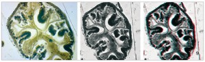 Příčný řez zadním střevem pavouka z baltského jantaru v konfokálním  mikroskopu. Zleva: polotenký řez  (1,5 μm, nebarvený, v konvenčním  optickém mikroskopu); tentýž řez v konfokálním optickém mikroskopu složený z 15 řezů; anaglyf z prostředního obrázku. Obr. byly pořízeny v transmisním módu konfokálního mikroskopu vybaveném čtyřmi lasery, systémem AOBS (Acousto-Optical Beam Splitter) a spektrálním detekčním systémem zajišťujícím vysoký stupeň citlivosti a kombinovatelnost až čtyř barev fluorescenčních markerů. Foto H. Sehadová