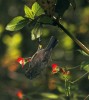Samice strdimila severního (Cinnyris reichenowi) zavěšená na květní stopce netýkavky Impatiens sakeriana. Foto Š. Janeček a R. Tropek