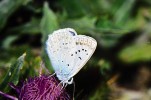 Modrásek hnědoskvrnný (Polyommatus daphnis), samec. Červenec 2011. Foto G. O. Krizek