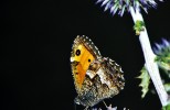 Samec okáče metlicového (Hipparchia semele). Červenec 2011. Foto G. O. Krizek