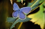 Modrásek podobný (Plebejus argyrognomon), samec. Srpen 2015. Foto G. O. Krizek