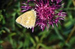 Samice modráska hnědoskvrnného (Polyommatus daphnis). Červenec 2015. Foto G. O. Krizek