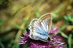 Samice modráska hnědoskvrnného (Polyommatus daphnis). Přírodní rezervace Prokopské údolí, červenec 2015. Foto G. O. Krizek