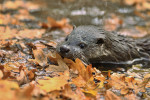 Vydra říční (Lutra lutra). Foto L. Vaněk