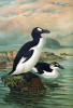 Nelétavá alka velká (Pinguinus impennis) – zástupce evropských či spíše eurasijských (a severoamerických) ptáků vyhubených jednoznačně člověkem. Orig. J. G. Keulemans. Převzato z Wikimedia Commons, v souladu s podmínkami použití