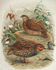 Křepelka novozélandská (Coturnix novaezelandiae) obývala až do r. 1875 travinné pahorkatiny Nového Zélandu. Orig. W. L. Buller. Převzato z Wikimedia Commons, v souladu s podmínkami použití