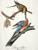 Holub stěhovavý (Ectopistes migratorius) – příklad extrémně rychlé záhuby jednoho z nejpočetnějších ptačích druhů na světě člověkem z ryze kulinářských důvodů. Orig. J. J. Audubon. Převzato z Wikimedia Commons, v souladu s podmínkami použití