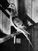 Jeden z nemnoha snímků holuba stěhovavého (Ectopistes migratorius) – samice v chovu zoologa Charlese Otise Whitmana v r. 1898. Převzato z Wikimedia Commons, v souladu s podmínkami použití