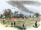 Lov holuba stěhovavého (Ectopistes migratorius) v severní Louisianě v r. 1875 (USA). Orig. S. Bennett. Převzato z Wikimedia Commons, v souladu s podmínkami použití