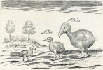 Ukázka ptačí fauny z ostrova Mauricius – papoušek širokozobý (Lophopsittacus mauri - tianus, označený na skice jako Cacato), chřástal rezavý (Aphanapteryx bonasia; Hen) a dronte mauricijský (Raphus cucullatus; Dodo) na kresbě britského cestovatele a historika sira Thomase Herberta z r. 1634. Všechny tyto druhy byly nedlouho poté člověkem vyhubeny – poslední jedinci papouška širokozobého uhynuli někdy v letech 1675–80, chřástal rezavý vymřel kolem r. 1700 a poslední zpráva o dronte mauricijském pochází z r. 1662. Orig. T. Herbert. Převzato z Wikimedia Commons, v souladu s podmínkami použití