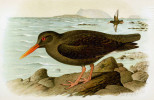 Ústřičník kanárský (Haematopus meadewaldoi) – jeden z mála novodobě vyhynulých evropských ptačích druhů. Orig. H. Gronvold. Převzato z Wikimedia Commons, v souladu s podmínkami použití