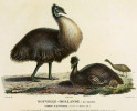 Emu ostrovní (Dromaius baudinianus) – až do r. 1827 endemit Kangaroo Islandu. Jižní Austrálie. Orig. Ch.-A. Lesueur. Převzato z Wikimedia Commons, v souladu s podmínkami použití