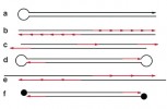 Schéma různého uspořádání telomerových sekvencí u lineárních mitochon­driálních molekul DNA. Červené šipky vymezují jednotky telomerových repetic a jejich 5′–3′ směr v lineárním mito­chondriálním genomu, který je naznačen černou barvou. Velikost červených šipek a černých úseků neodpovídá reálnému poměru telomerové DNA vůči zbytku genomu. Podle typu uspořádání lze telomerovou mtDNA rozdělit do 6 variant.  U trepky luční (Paramecium aurelia, a) jeden z konců tvoří kovalentně uzavřená jednořetězcová (single-stranded), tedy ssDNA smyčka, ale druhý konec molekuly je otevřený s neznámým mechanismem udržování délky. U nálevníků rodu  vejcovka (Tetrahymena, b) byly nalezeny tandemově uspořádané koncové repetice se základní jednotkou o velikosti 31–53 párů bází (bp) a jako hlavní mechanismus udržování délky koncové DNA  jsou zde předpokládány rekombinační události. Zelená řasa Chlamydomonas reinhardtii (c) má na koncích mtDNA unikátní strukturu s 3′ přesahy, jež ne­umožňují recirkularizaci, protože nejsou komplementární. Tato mtDNA nese  ještě interní kopii koncových sekvencí,  nejspíš klíčovou pro obnovování délky konců při replikaci. Další tři varianty lineární mtDNA byly popsány hlavně u kvasinek. Jako kvasinkový lineární  typ I (d) nalezený u rodů Pichia  a Williopsis označujeme obrácené terminální repetice s kovalentně uzavřenou vlásenkovou smyčkou, podobnou  poxvirové DNA, chromozomům borelií  a kvasinkovým typům ze skupiny II.  Kvasinkový lineární typ II (e) je tvořen obrácenými koncovými repeticemi,  které se skládají z tandemově uspořádaných subrepetic s dlouhou základní  jednotkou (např. 738 bp u Candida parapsilosis), včetně 5′ ssDNA přesahů a struktury připomínající telomerickou smyčku (t-smyčku), umožňující amplifikaci DNA otáčivou kružnicí; t-smyčka (viz Živa 2002, 6: 245–248) je lasovitá struktura na konci telomer, která vzniká zanořením jednořetězcového přesahu  do dvouřetězcové oblasti. Kvasinkový lineární typ III (f) je reprezentován mtDNA plazmidem pPK2 u Pichia kluyveri, jenž nese na 5′ koncích kovalentně navázaný TP a podobá se tak adenovirové DNA, lineárním chromozomům streptomycet a fágu Φ29. Podobně je tomu u mitochondriálních plazmidů S1 a S2 kukuřice seté (Zea mays), které se vyznačují lineární dsDNA a nesou kovalentně navázané TP. Orig. V. Peška