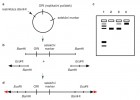 Strategie pro transplantaci telomer z Tetrahymena thermophila do kvasinkových plazmidů a identifikace telomerové DNA u Saccharomyces cerevisiae. Běžně  používaný plazmid byl napřímen restriktázou BamHI (a) a jeho konce spojeny s koncovými restrikčními fragmenty ribozomové DNA (rDNA) z prvoka s funkční telomerovou sekvencí  (b, černé šipky na konci úseček).  Schéma výsledku separace fragmentů DNA v gelu pomocí elektroforézy (c). Bílé obdélníky představují startovní jamky, kam se nanáší vzorek DNA. Po čase nejkratší fragmenty doputují od startu nejdále, nejdelší fragmenty zůstávají  těsně za jamkami. Cirkulární plazmid izolovaný z buněk vytváří podle struktury a konformace v elektroforetickém gelu hned několik oddělených proužků  (černé pruhy) – dráha 1. Genomová DNA hostitelské buňky zůstává v tzv. kompresní zóně (šedý pruh) – dráha 1 a 3.  Izolovaný, dokonale přečištěný a natažený plazmid vytváří jediný proužek, který velikostně odpovídá jedné z konformací v dráze 1 – silný černý proužek v dráze 2. Plazmidy, které bylo možné i po mnoha generacích z kvasinek izolovat jako  lineární formy, musely nést funkční  telomery. Byly to právě plazmidy s transplantovanými telomerami z prvoků.  Při separaci v gelu stále vytvářely jediný pruh oddělený od genomové DNA,  nevyskytovaly se v jiných, především cirkulárních konformacích – dráha 3. Buňky s plazmidy bez transplantovaných telomer nepřežívaly větší počet generací nebo se zachránily začleněním plazmidu, který má vlastní telomery, do svého genomu. Plazmidový signál pak byl ve stejné pozici jako genomová DNA hostitelské buňky. Dráha 4 – plazmid začleněný do genomu hostitelské buňky poskytuje signál odpovídající pozici DNA v kompresní zóně. Po několikaměsíčním udržování kultur s transplantovanými telomerami se nakonec ukázalo, že tyto telomery zůstávají stabilní (d). Plazmid byl stále zjistitelný jako fragment DNA v dráze 2 a dokonce i prodloužený o novou telomerovou sekvenci, která už nepocházela z prvoků, ale patřila kvasinkám (červené šipky  na konci konstruktu). Orig V. Peška