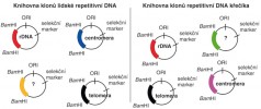 Porovnání klonů lidské genomové DNA a klonů z křečíka čínského (Cricetulus griseus). Když ze shodných vyloučíme rDNA, zůstává pouze omezený počet kandidátních telomerových klonů. Orig V. Peška