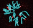 Genomová hybridizace in situ (GISH) slouží jako nástroj pro zjištění lokalizace společných repetic. Modře jsou zobrazeny mitotické chromozomy česneku medvědího (Allium ursinum, 2n = 14, 64 Gb; obarvené DAPI) a červený signál pochází z genomové sondy cibule kuchyňské (A. cepa) odrůdy ′Všetana′. Velké červené bloky od­povídají rDNA a slabší dvojité signály na koncích chromozomů naznačují přítomnost neznámé, ale společné repetitivní telomerové sekvence pro oba druhy. Foto V. Peška