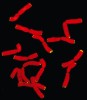 Výsledek získaný cytogenetickou metodou FISH – důkaz telomerové  lokalizace kandidátní sekvence u česneku medvědího (Allium ursinum). Červeně mitotické  chromozomy (obarveno DAPI) a zeleně signál poskytnutý fluorescenčně  značenou sondou odvozenou od motivu  (CTCGGTTATGGG)n. Foto V. Peška