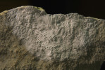 Vendobionti. Bilaterálně souměrná fosilie Dickinsonia costata, s neznámým systematickým postavením. Foto M. Košťák