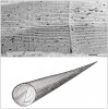 Zbytky schránky hyolita Circo­theca smetanai. Detail skulptace vnějšího povrchu konchy (nahoře) a rekonstrukce konchy s operkulem (dole). Měřítko 1 mm, délka celé konchy je kolem 15 mm. Střední kambrium, Jince. Podle: M. Valent a kol. (2012)