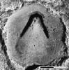 Zbytky schránky hyolita Circotheca smetanai. Vnitřní povrch operkula. Měřítko 1 mm, délka celé konchy je kolem 15 mm. Střední kambrium, Jince. Podle: M. Valent a kol. (2012)