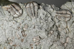 Akumulace tří úplných krunýřů trilobitů rodu Conocoryphe (velcí, nahoře) a několik úplných, nebo jen velmi slabě poškozených krunýřů rodu Litavkaspis (menší). Šířka záběru je 9 cm. Střední kambrium, Jince. Podle: M. Nohejlová a O. Fatka (2016)