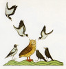 Vyobrazení útoku vran na výra z kopie rukopisu Fridricha II. Štaufského O umění lovit s ptáky (vznikl před r. 1248), kterou nechal vytvořit  Fridrichův syn Manfréd Sicilský.