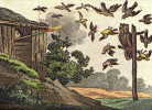  Ilustrace v Campeho slabikáři  z r. 1806, užívaného zejména v německojazyčných zemích. Dnes je nápad  ilustrovat knihu pro děti vyobrazením zabíjení ptáků nejen nepochopitelný, ale naštěstí také nerealizovatelný. Z archivu autorů