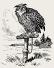 Výr velký (Bubo bubo) na kozlíku, ilustrace z ornitologické příručky  Die Vögel Mitteleuropas Wilhelma Schustera von Forstner, vydání z r. 1923